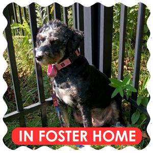Pepper, Poodle, adult, available for adoption