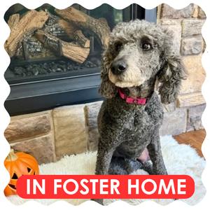 Elvira, Poodle, Standard, adult, available for adoption