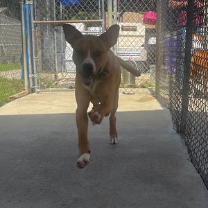 A brown dog with white paws and a white chest is running towards the camera in a fenced area.