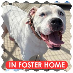 Blue, Bulldog, American, adult, available for adoption