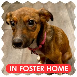 Winifred, Shepherd, Australian, puppy, available for adoption