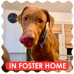 Syrup, Vizsla, adult, available for adoption