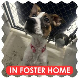 Moonpie, Terrier, puppy, available for adoption