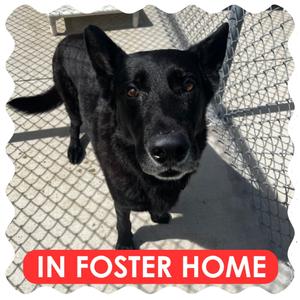 Bear, Shepherd, German, adult, available for adoption