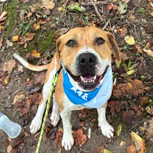 Pumpkin Spice, Terrier, Pit Bull, adult, available for adoption