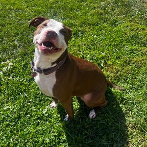 Valentine, Terrier, Staffordshire Bull, adult, available for adoption