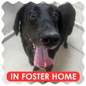 Luna, Retriever, Black Labrador, adult, available for adoption