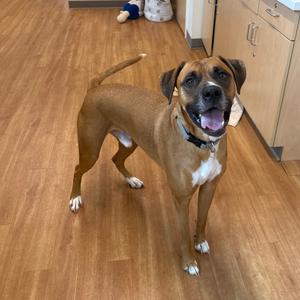 A brown and white dog standing on a wooden floor, looking up with its mouth open and tongue out.