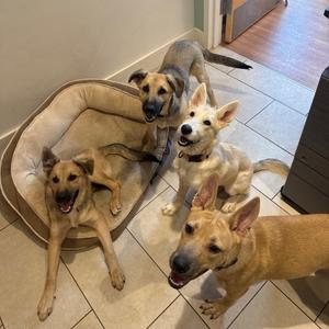 Klara, Shepherd, adult, available for adoption