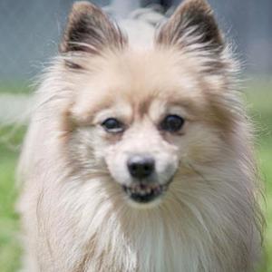 Close-up of a fluffy Pomeranian dog with light-colored fur, looking directly at the camera.