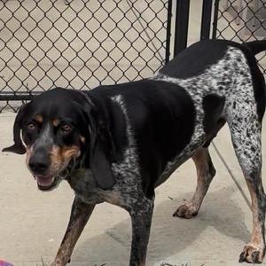 Gunner, Coonhound, Bluetick, adult, available for adoption