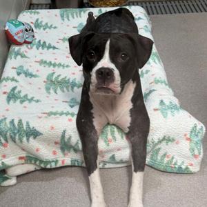 Daisy, Mixed Breed (Medium), adult, available for adoption