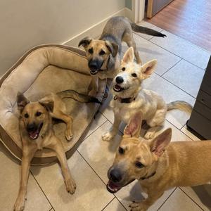 Mary, Shepherd, adult, available for adoption