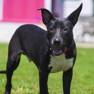 Jack, Shepherd, adult, available for adoption