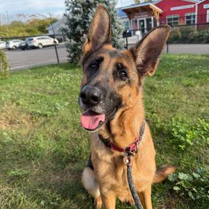 Mocha, Shepherd, German, adult, available for adoption