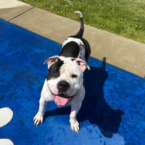 Pete, Terrier, Pit Bull, adult, available for adoption