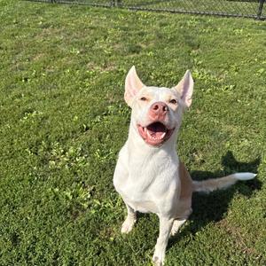 Bronx, Husky, adult, available for adoption