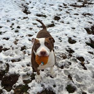 Rasputia, Terrier, Pit Bull, adult, available for adoption