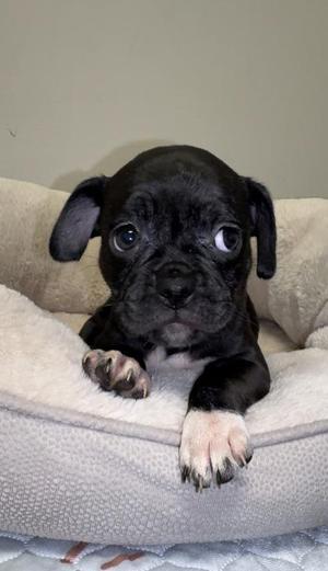 Gwinnie, Boxer / Mixed Breed, puppy, available for adoption