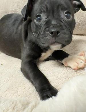 Sugarloaf, Boxer / Mixed Breed, puppy, available for adoption