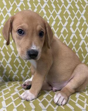 A cute tan puppy with white markings sitting on a patterned fabric chair.
