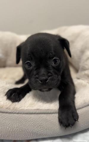 Aurora, Boxer / Mixed Breed, puppy, available for adoption