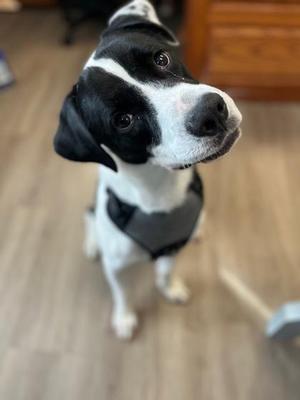 Oreo, American Bulldog / Mixed Breed, adult, available for adoption