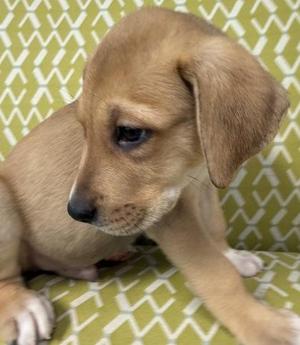 A close-up of a tan-colored puppy looking down while sitting on a patterned surface.