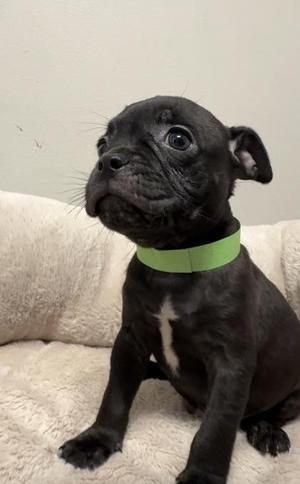 Perry, Boxer / Mixed Breed, puppy, available for adoption