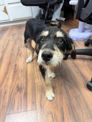 Utah, Schnauzer / Mixed Breed, adult, available for adoption