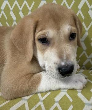 A close-up photograph of a light brown puppy with white markings on its muzzle, resting its head on its paws against a green and white patterned background.