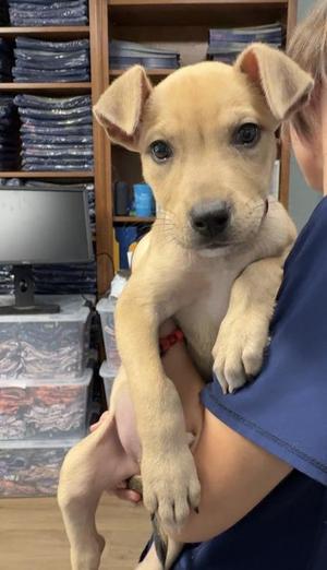 Beanie baby, Pit Bull Terrier / Mixed Breed, young, available for adoption