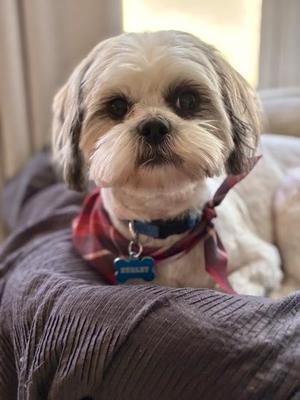A small white dog with long fur and big eyes, wearing a red bandana and a blue collar with a tag, sitting on a brown blanket.