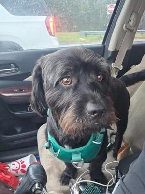 Kash, Schnauzer / Poodle, adult, available for adoption