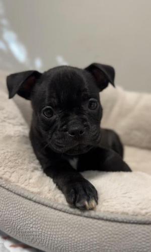 Lillian, Boxer / Mixed Breed, puppy, available for adoption