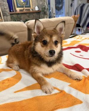 Tink, Pomeranian / Mixed Breed, puppy, available for adoption