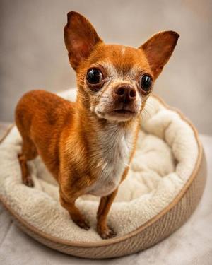 Earl, Chihuahua / Mixed Breed, adult, available for adoption