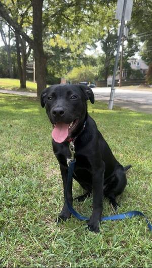 Benedict Bridgerton, Labrador Retriever / Mixed Breed, young, available for adoption