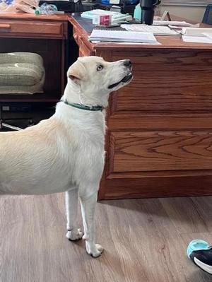 Lilly, Golden Retriever / Cardigan Welsh Corgi, adult, available for adoption