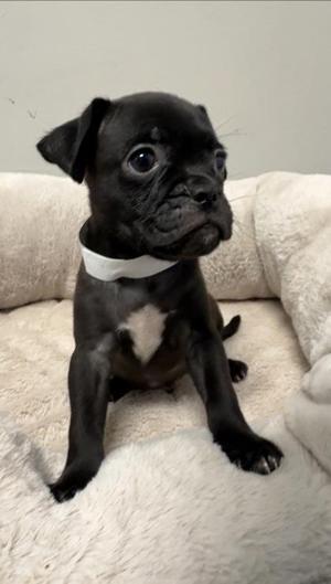 Briscoe, Boxer / Mixed Breed, puppy, available for adoption
