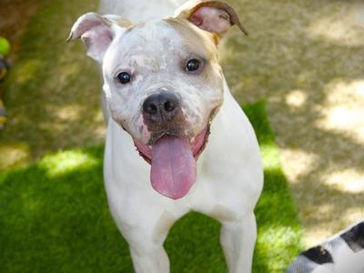 BANE, Boxer, adult, available for adoption