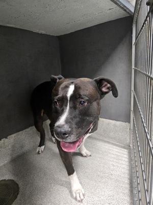 BLU, American Staffordshire Terrier, adult, available for adoption