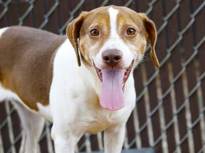 ANGELA, Beagle, adult, available for adoption