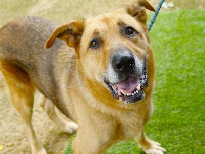 COFFEE, German Shepherd Dog, adult, available for adoption