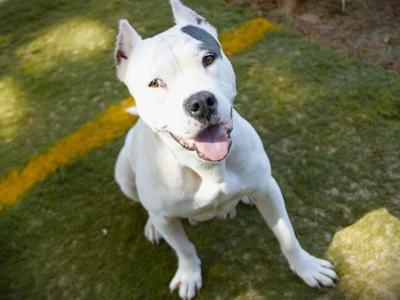CASSIE, American Pit Bull Terrier, adult, available for adoption