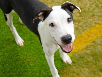 BEEBEE, American Staffordshire Terrier, young, available for adoption