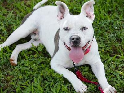 CHAZ, American Staffordshire Terrier, adult, available for adoption