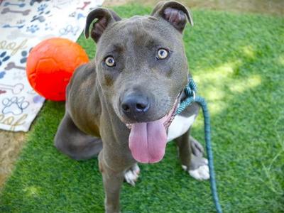 BUDDY, American Staffordshire Terrier, adult, available for adoption