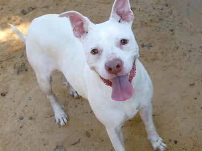 A white dog with its tongue out, standing on a sandy surface.
