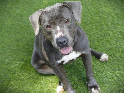 BABY GIRL, American Staffordshire Terrier, adult, available for adoption